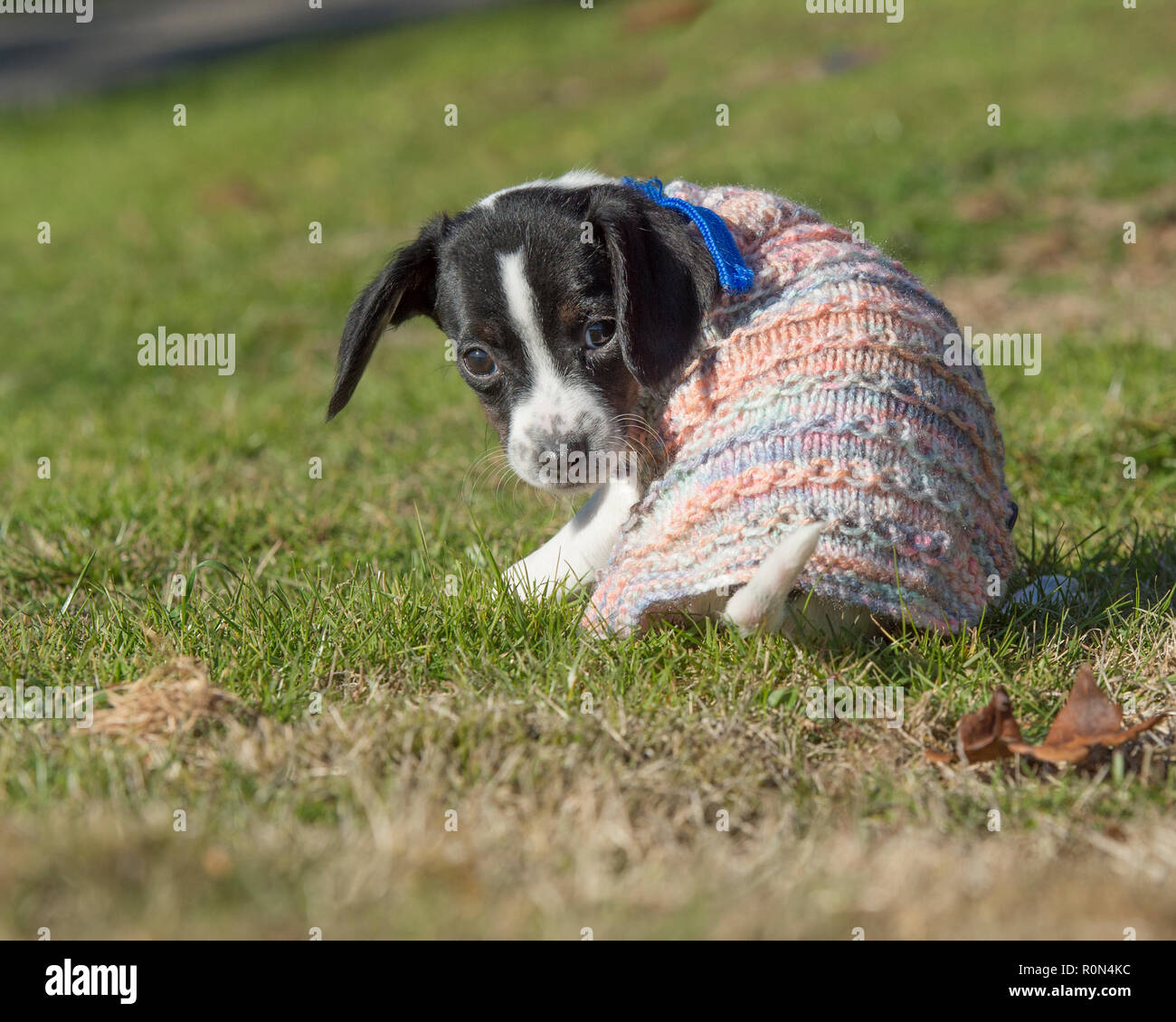 Kalter Hund in einem Pullover Stockfoto