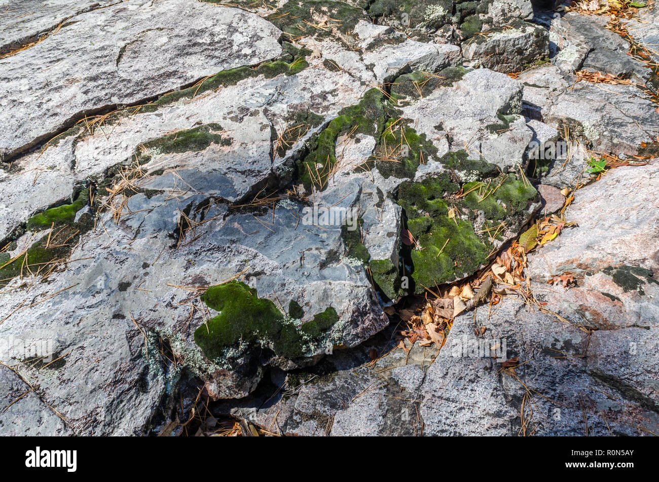 Landschaft bei Hawn State Park Stockfoto