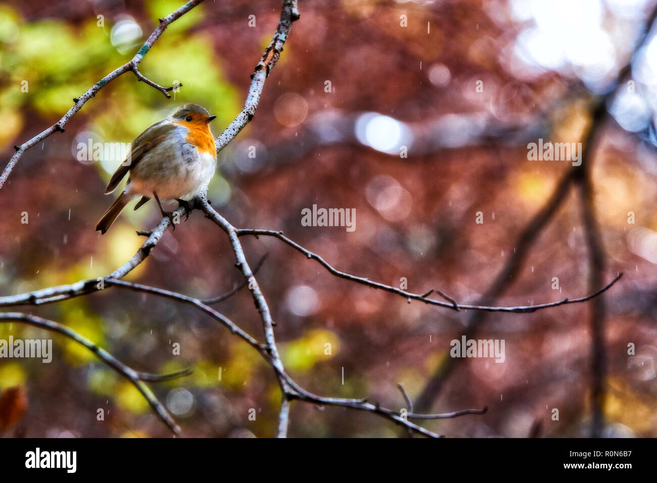 Petirrojo Europeo (Erithacus Rubecula) Nationalpark Urbasa-Andia, Baquedano, Navarra, Spanien, Europa Stockfoto