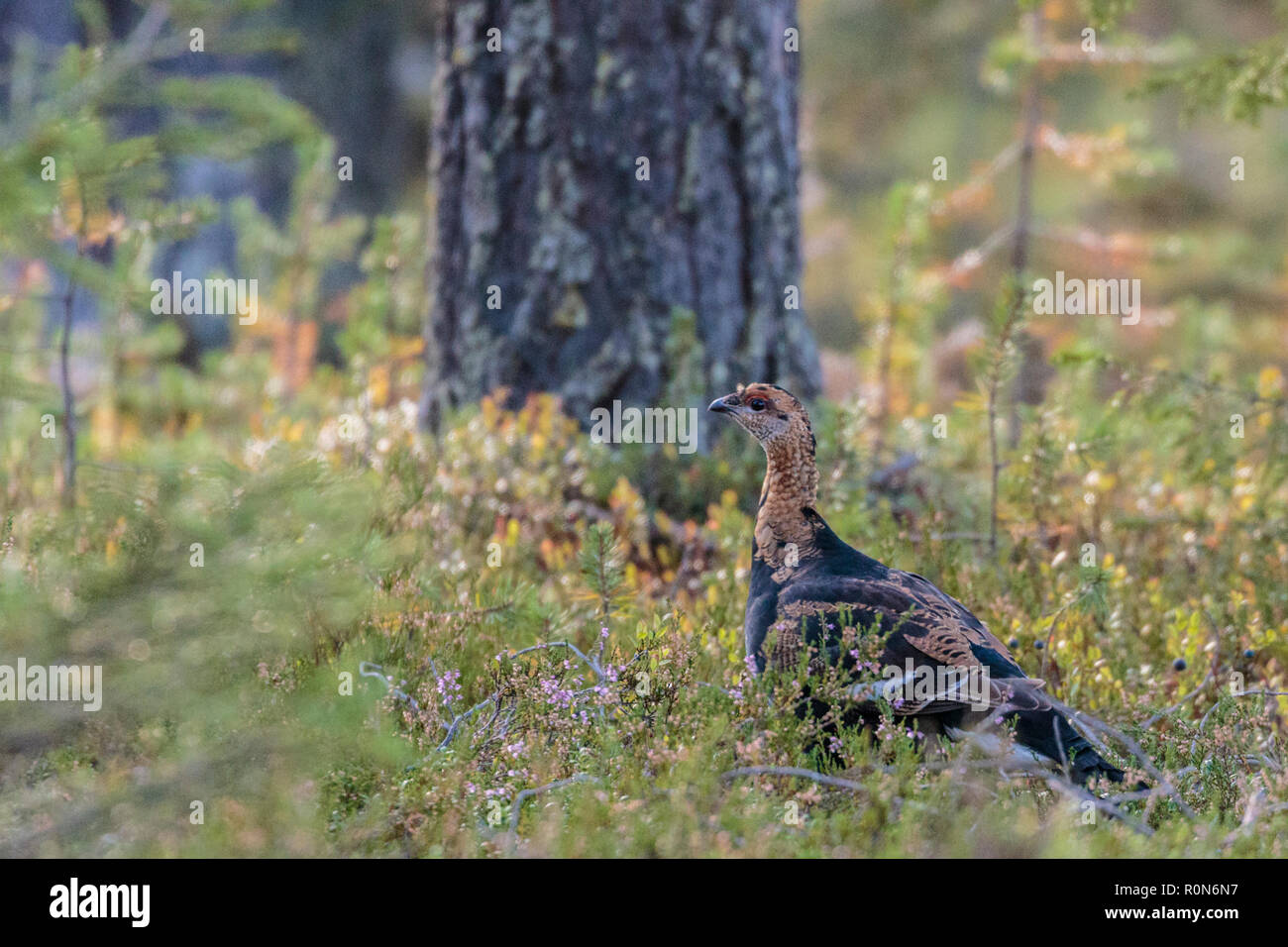 Weiblich, Auerhahn, Tetrao urogallus im Wald unter Calluna am Boden, Gällivare County, Schwedisch Lappland, Schweden Stockfoto