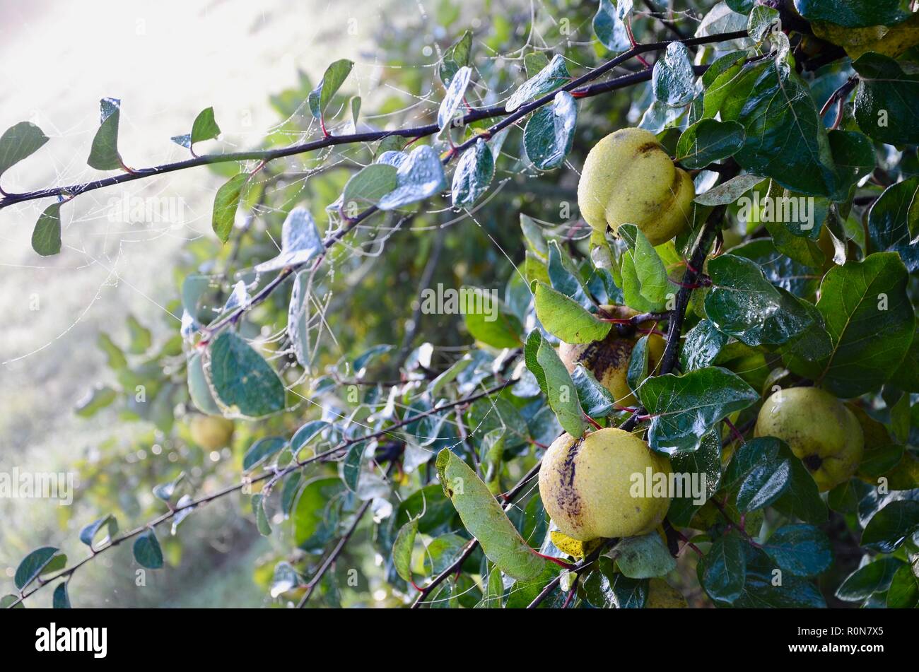 Quitte (Cydonia Oblonga) Bush mit Tau auf Obst im Herbst morgens Sonne, Lincs, England. Stockfoto