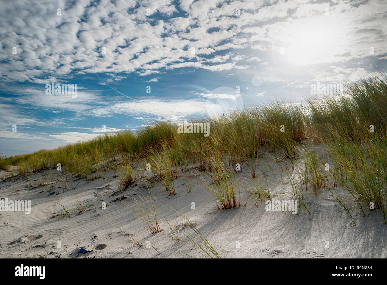 Dünen auf Darss in Deutschland Stockfoto