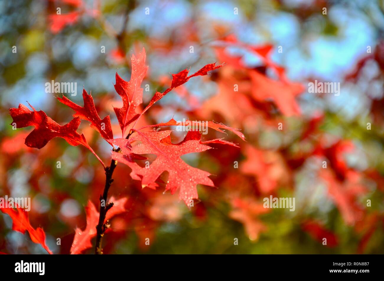 Stift Eiche (Quercus palustris) Blätter im Herbst Farbe, verschwommen, unscharf Hintergrund, Lincs, England, UK. Stockfoto