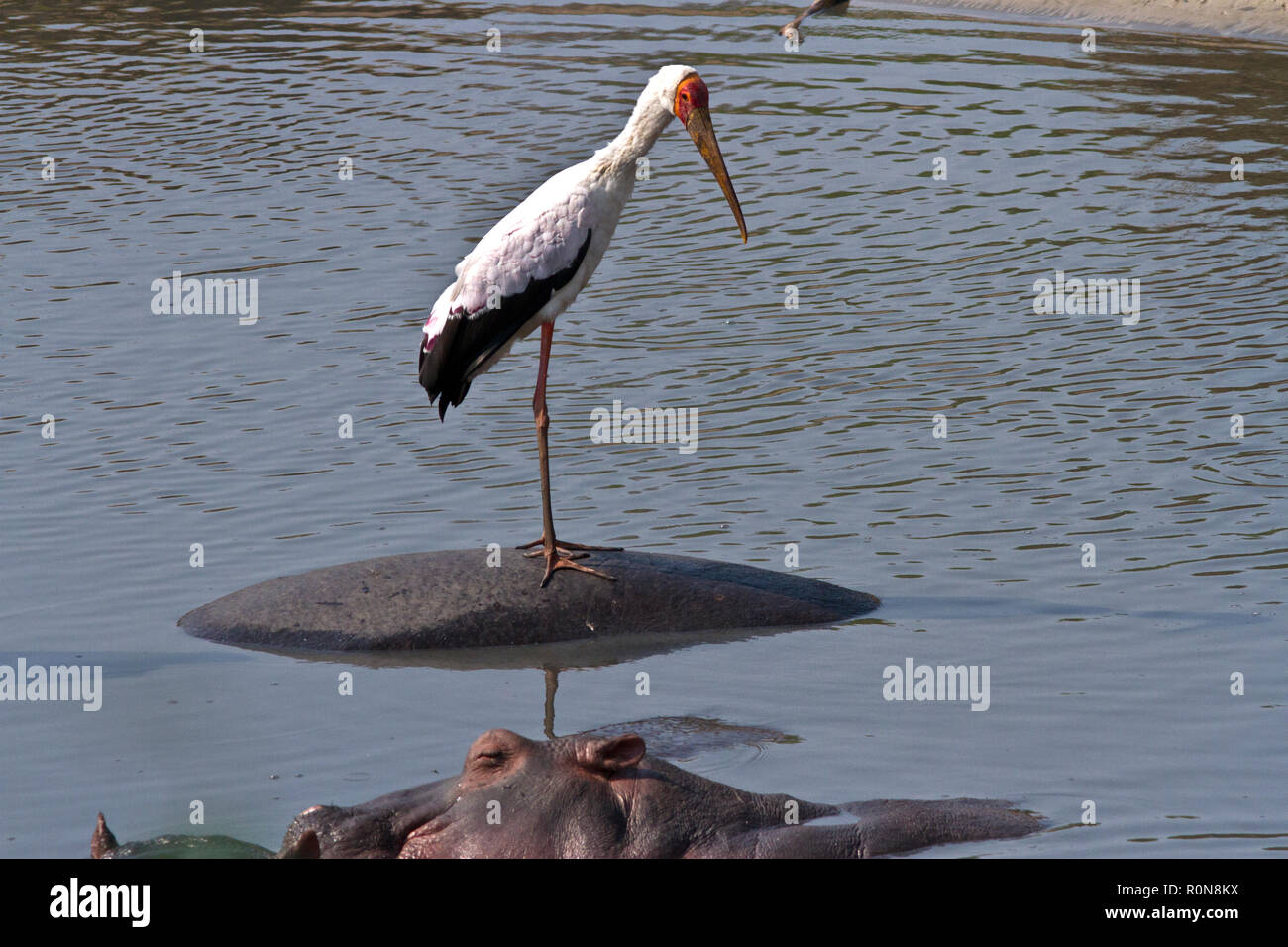 Der Nimmersatt hat eine weltweite Verbreitung in tropischen Regionen und oft als Holz Stork bekannt. Sie haben einen schnellen Weg wie Sie wade Stockfoto