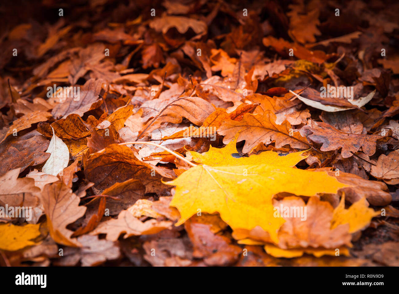 Gefallen rote und gelbe Blätter lag auf dem Boden in dunklen Park. Natürliche Herbst Hintergrund Foto Stockfoto