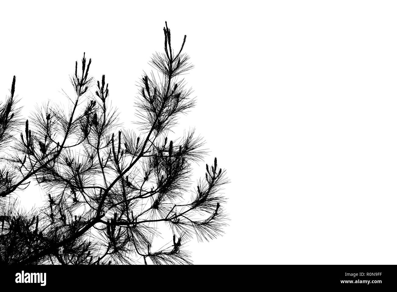 Pine Tree Branches mit langen Nadeln close-up, natürliche schwarze Silhouette Foto Stockfoto