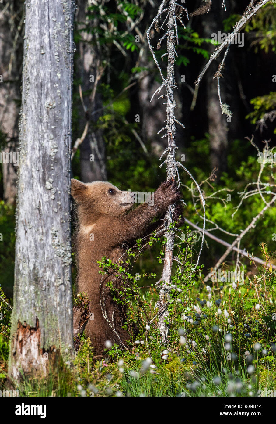 Brown bear Cub steht auf seinen Hinterbeinen. Natürlicher Lebensraum. Sommer Wald. Sceintific Name: Ursus arctos. Stockfoto