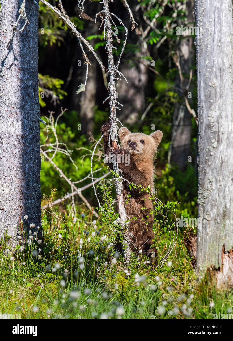 Brown bear Cub steht auf seinen Hinterbeinen. Natürlicher Lebensraum. Sommer Wald. Sceintific Name: Ursus arctos. Stockfoto
