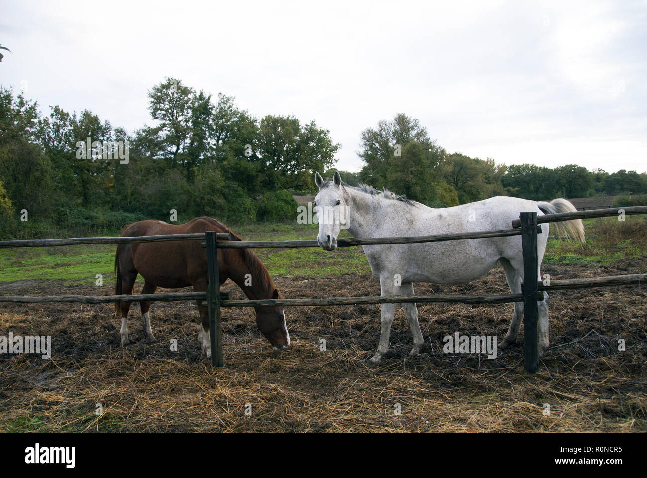 Ein weißes und ein braunes Pferd, man isst die andere sieht in die Kamera. Stockfoto