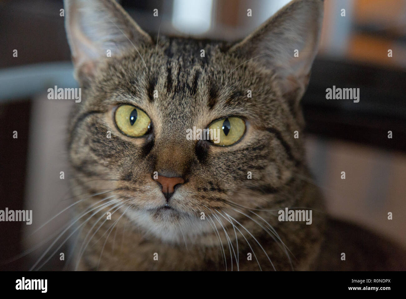 Tabby katze kopf erschossen Fotos und Bildmaterial in hoher Auflösung Alamy