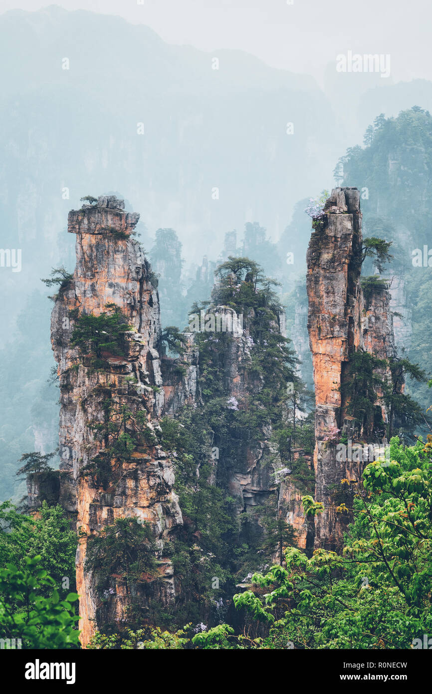 Berühmte Touristenattraktion von China - Zhangjiajie Steinsäulen cliff Berge im Nebel Wolken am Landschaftspark Wulingyuan gelegen, Hunan, China Stockfoto