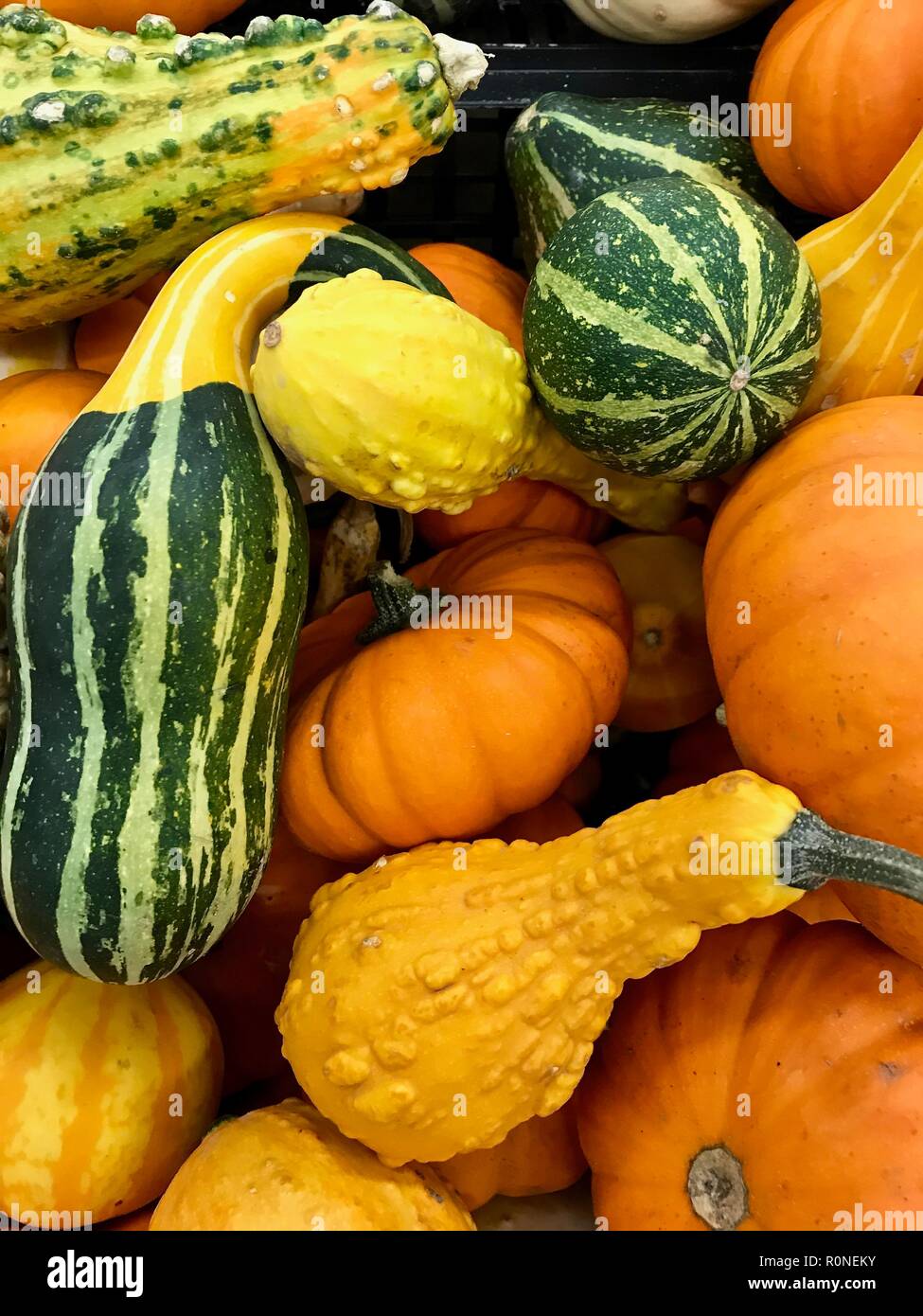 Herbst Kürbisse bereit für die Saison Herbst Halloween und Thanksgiving gestapelt auf dem Markt Stockfoto