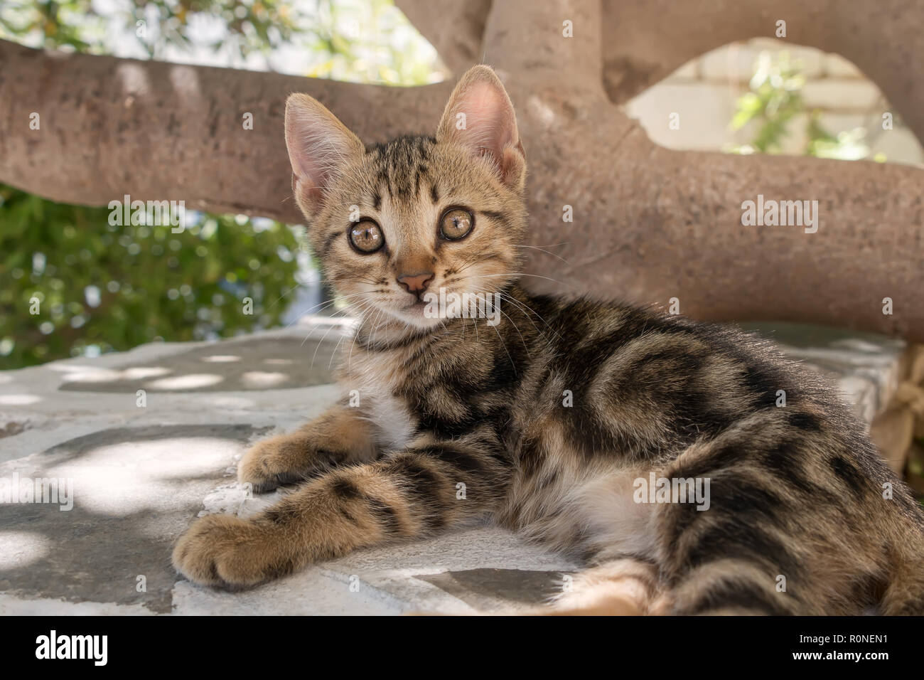 Cute Baby Kätzchen, Classic Brown tabby, ruht auf einer Wand und schaut mit großen Augen, Ägäische Inseln, Griechenland, Europa Stockfoto