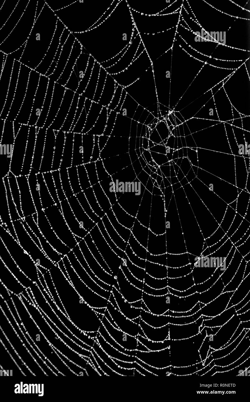 Spinnennetz mit Wassertropfen auf schwarzem Hintergrund Stockfoto
