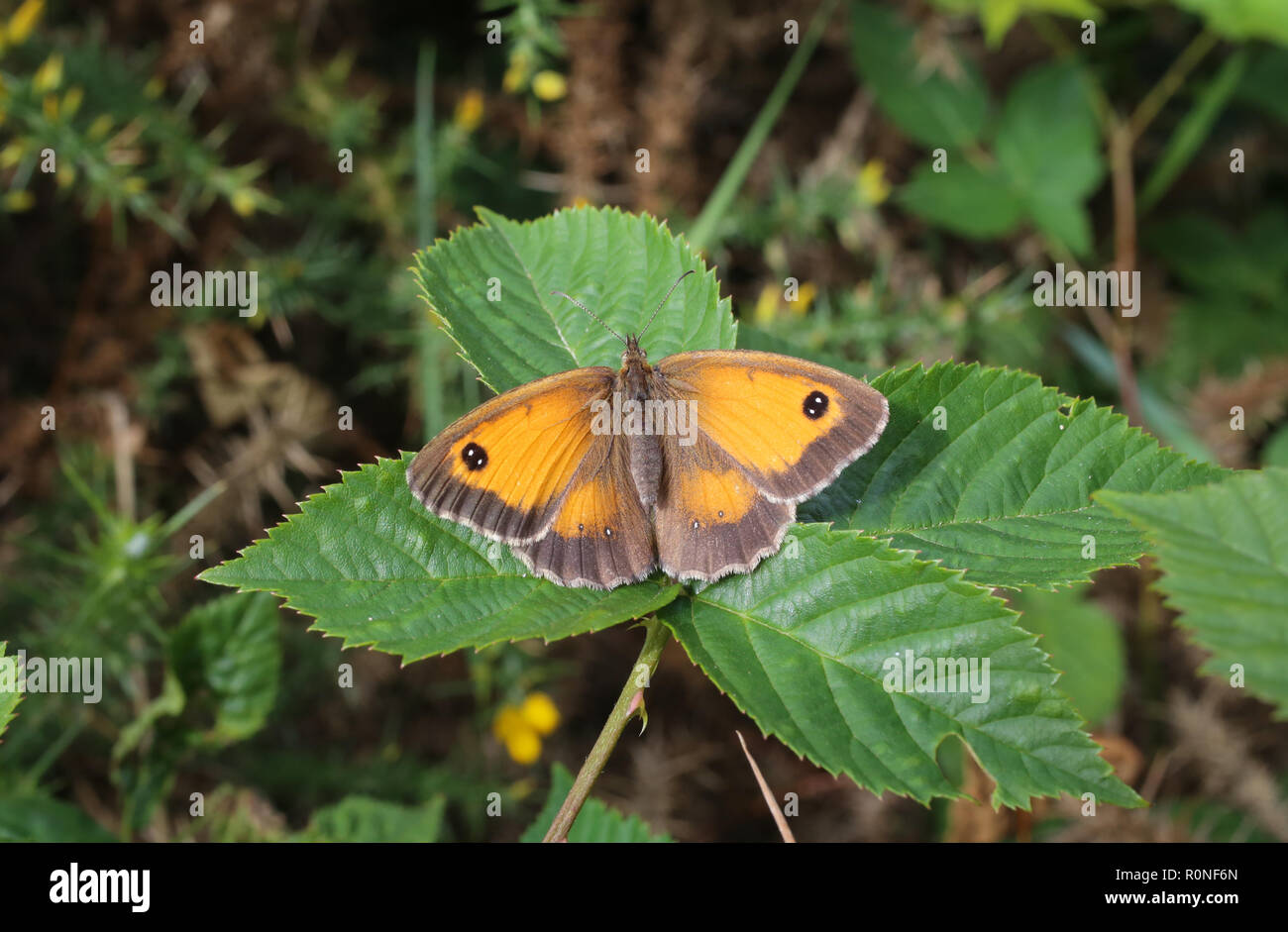 Ein Gatekeeper Butterfly ruht auf einem Blatt mit seinen Flügeln öffnen. In den englischen Midlands in 2016 gesehen. Stockfoto