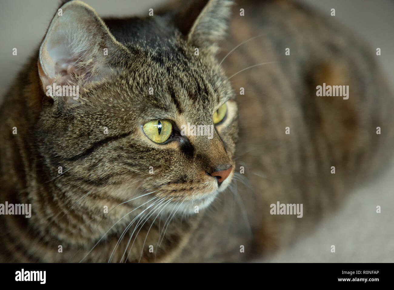 Makrele tabby katze Fotos und Bildmaterial in hoher Auflösung Alamy