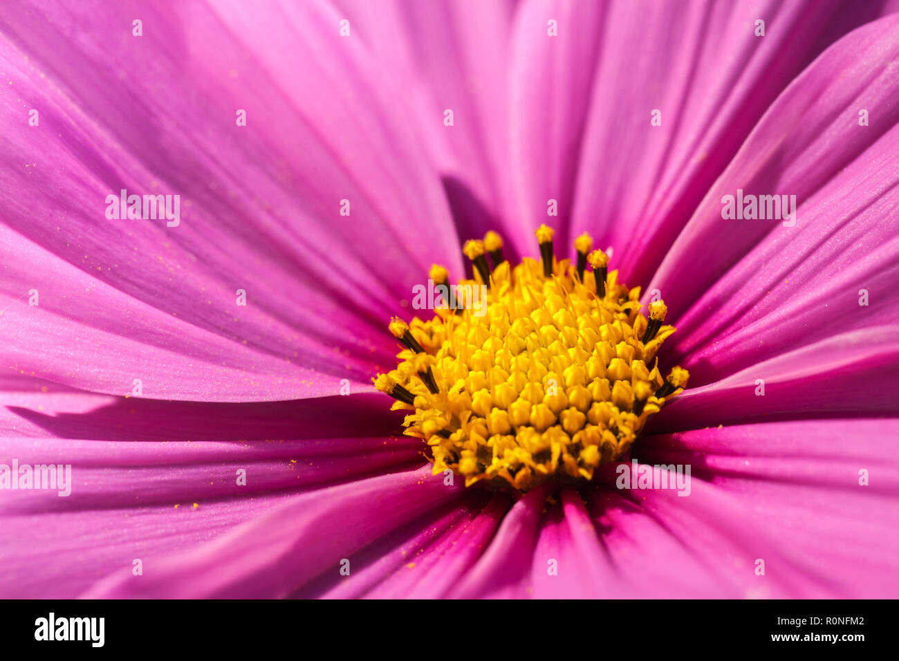 Eine hübsche rosa Kosmos Blume Nahaufnahme mit Pollen abstauben die Blütenblätter der Blume Stockfoto