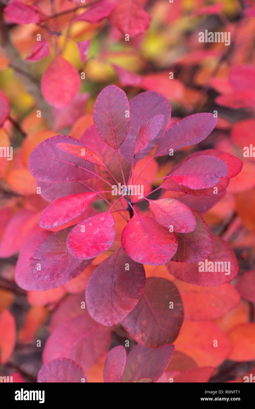 Cotinus coggygria 'Royal Purple'. Rauch bush Blätter im Herbst. Großbritannien Stockfoto