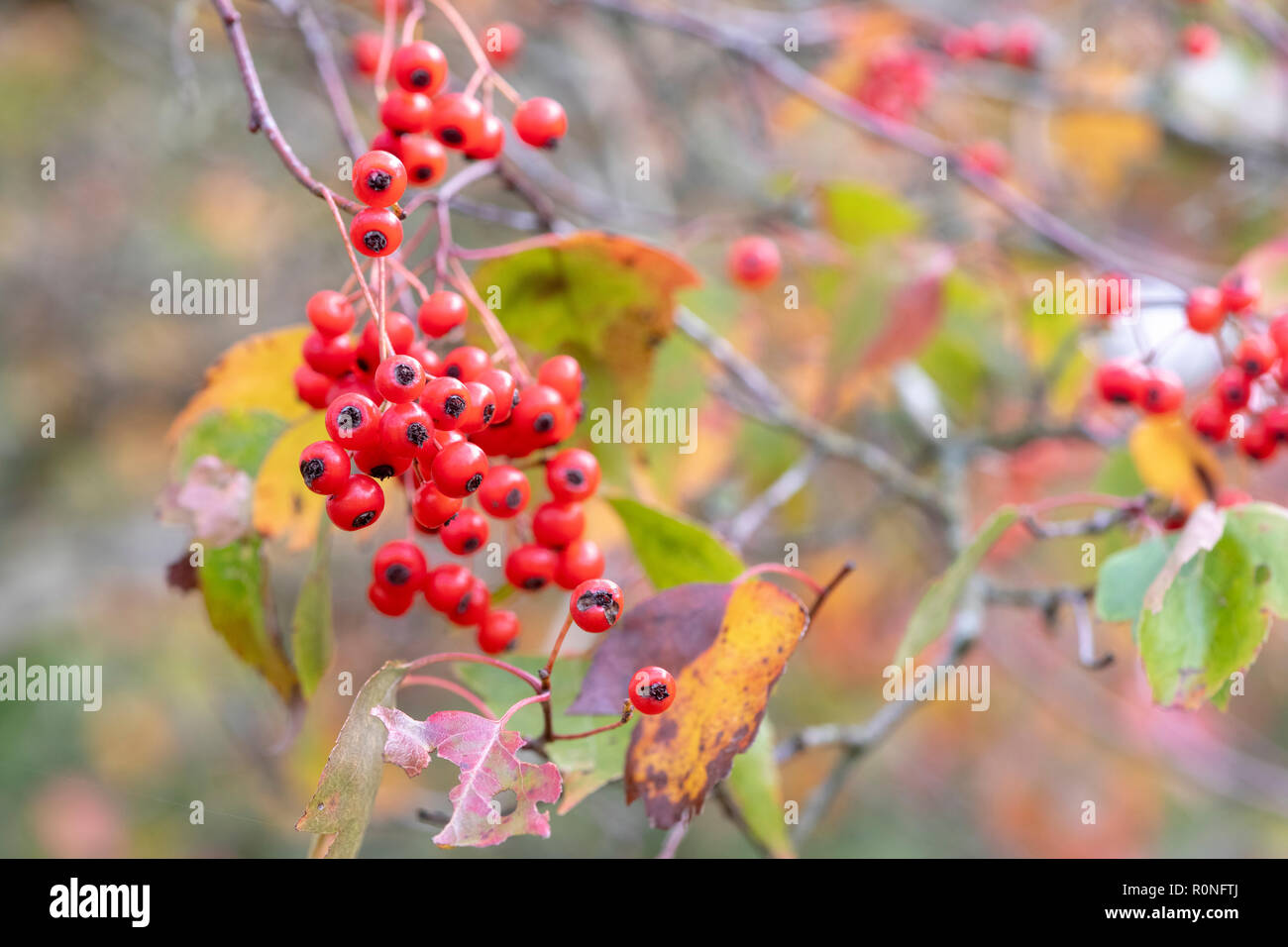 Crataegus phaenopyrum. Washington hawthorn Laub und roten Beeren im Herbst. Großbritannien Stockfoto