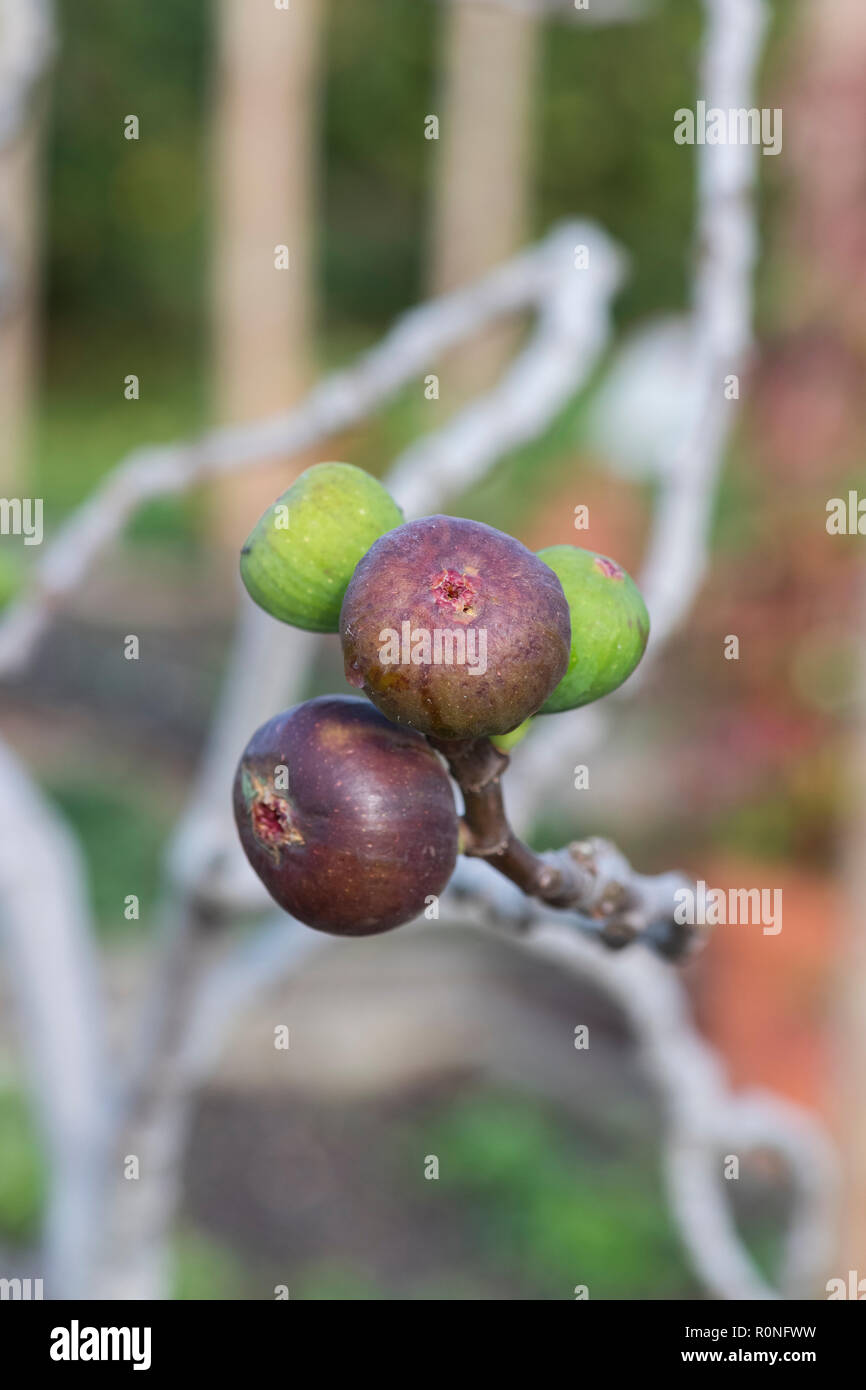 Ficus Carica. Reifen Feigen auf einem Baum Stockfoto