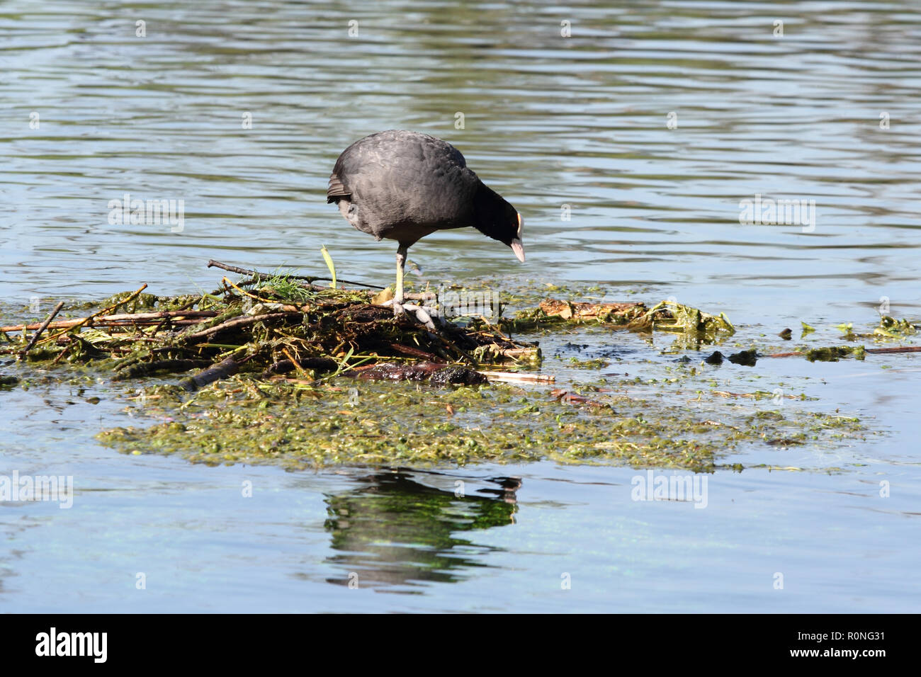 Die folaga in die Reserve des Lago di Posta Fibreno Stockfoto