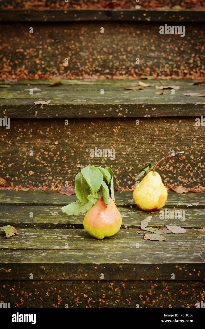 Herbst Früchte auf einer Vintage alte Holztreppe. Herbstliche Stimmung, warme Kleidung. Life style. Halle des alten Hauses Stockfoto