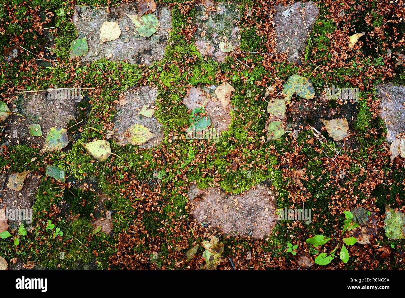Ein eng festgelegten Stein Granit Pflastersteine mit grünem Gras zwischen den Kacheln. Herrliche Sonne auf einem hellen blauen Stein Pflaster in der Altstadt mit Rot Stockfoto