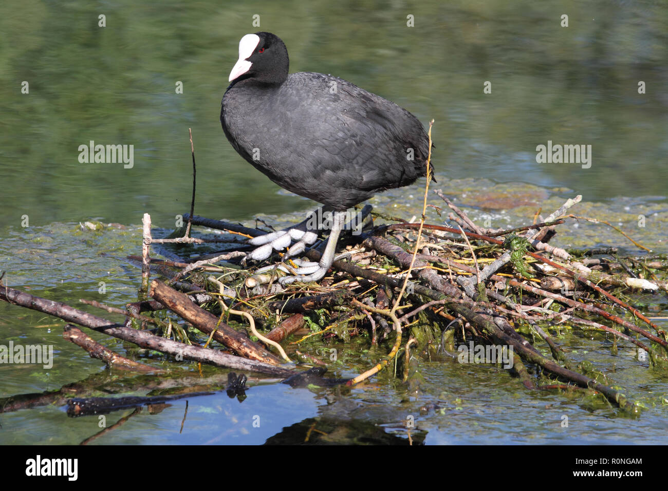 Die folaga in die Reserve des Lago di Posta Fibreno Stockfoto