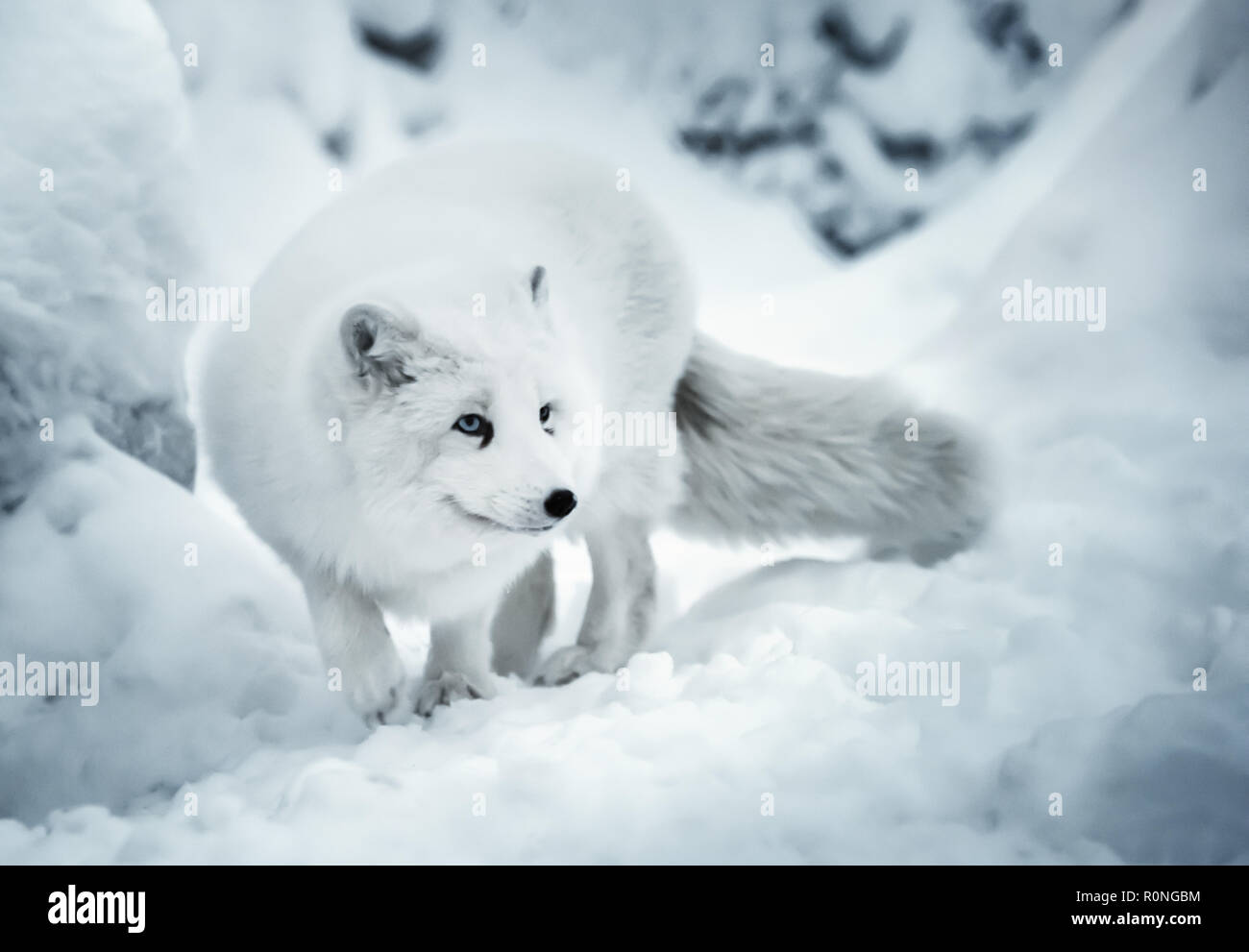 Winterlandschaft mit einem Erwachsenen weiß polar Fuchs oder alopex Lagopus im finnischen Lappland auf echtem Schnee Hintergrund. Weiße Tier ist voller Aufmerksamkeit und Li Stockfoto