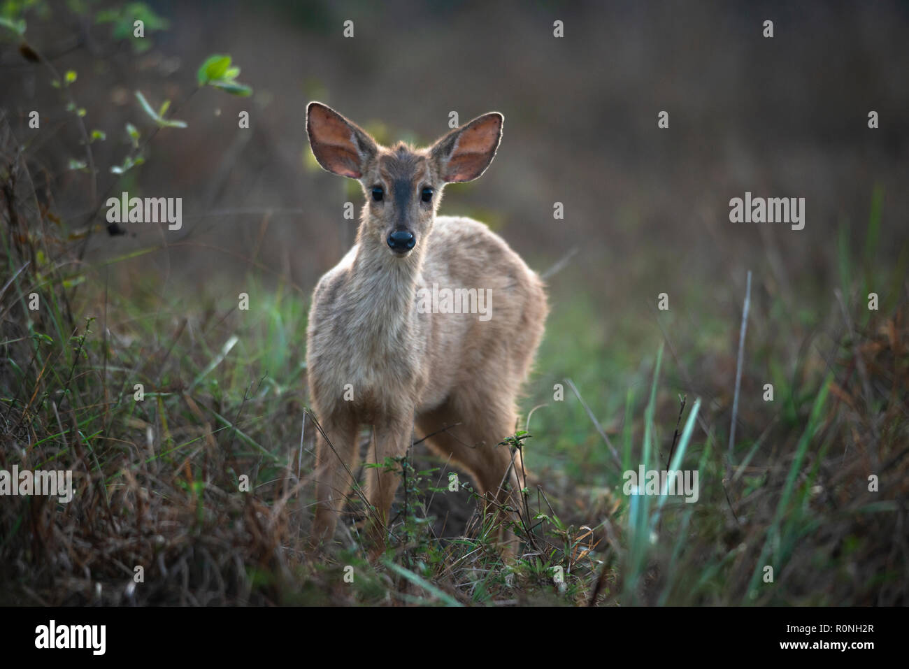 Eine Grau-brocket Rotwild (Mazama gouazoubira) von Nord Pantanal Stockfoto