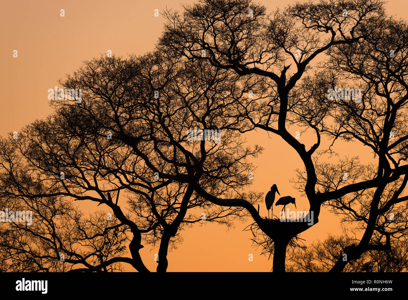 Ein paar Jabirus am Nest während des Sonnenuntergangs in Nord Pantanal. Stockfoto