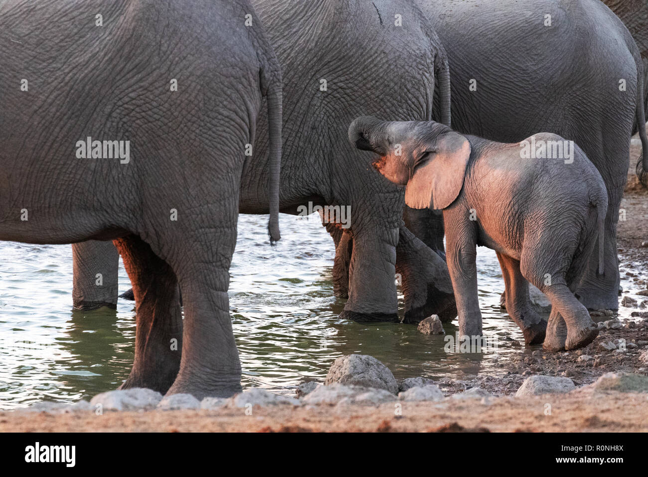Baby Elefant mit erwachsenen Elefanten, Loxodonta Africana, an einem Wasserloch, Etosha National Park, Namibia, Afrika Stockfoto