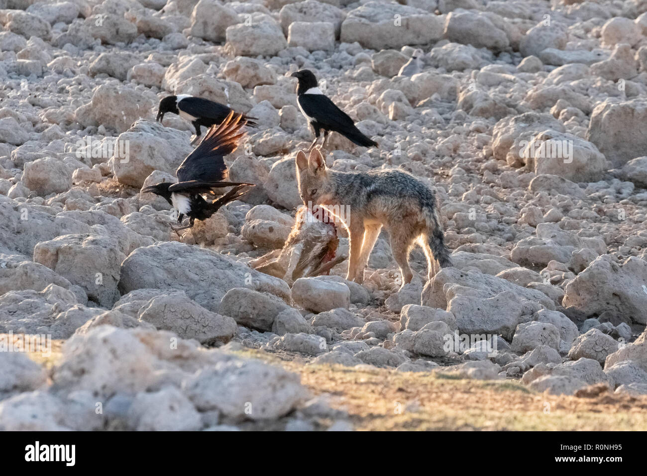 Das Verhalten der Tiere - Eine schwarze Backed Jackal (Canis mesomelas) verteidigt seine Nahrung von den Krähen, Etosha National Park, Namibia, Afrika Stockfoto