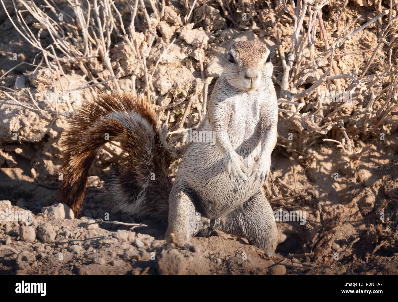 Afrikanischen Boden Eichhörnchen stehend - Kap Erdhörnchen, Xerus inauris, Etosha National Park, Namibia, Afrika Stockfoto