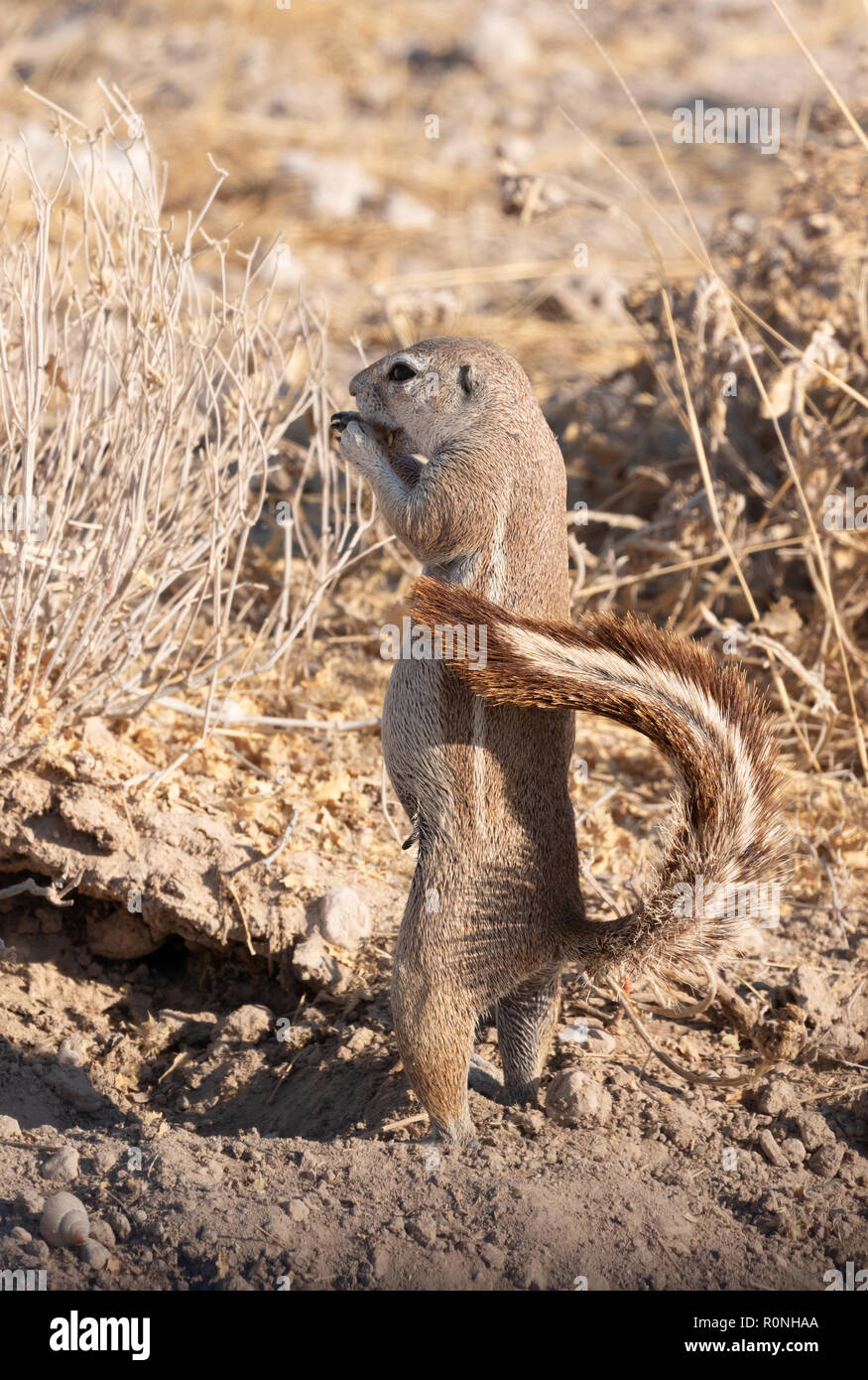 Afrikanische Erdhörnchen - Kap Erdhörnchen, Xerus inauris, Etosha National Park, Namibia, Afrika Stockfoto