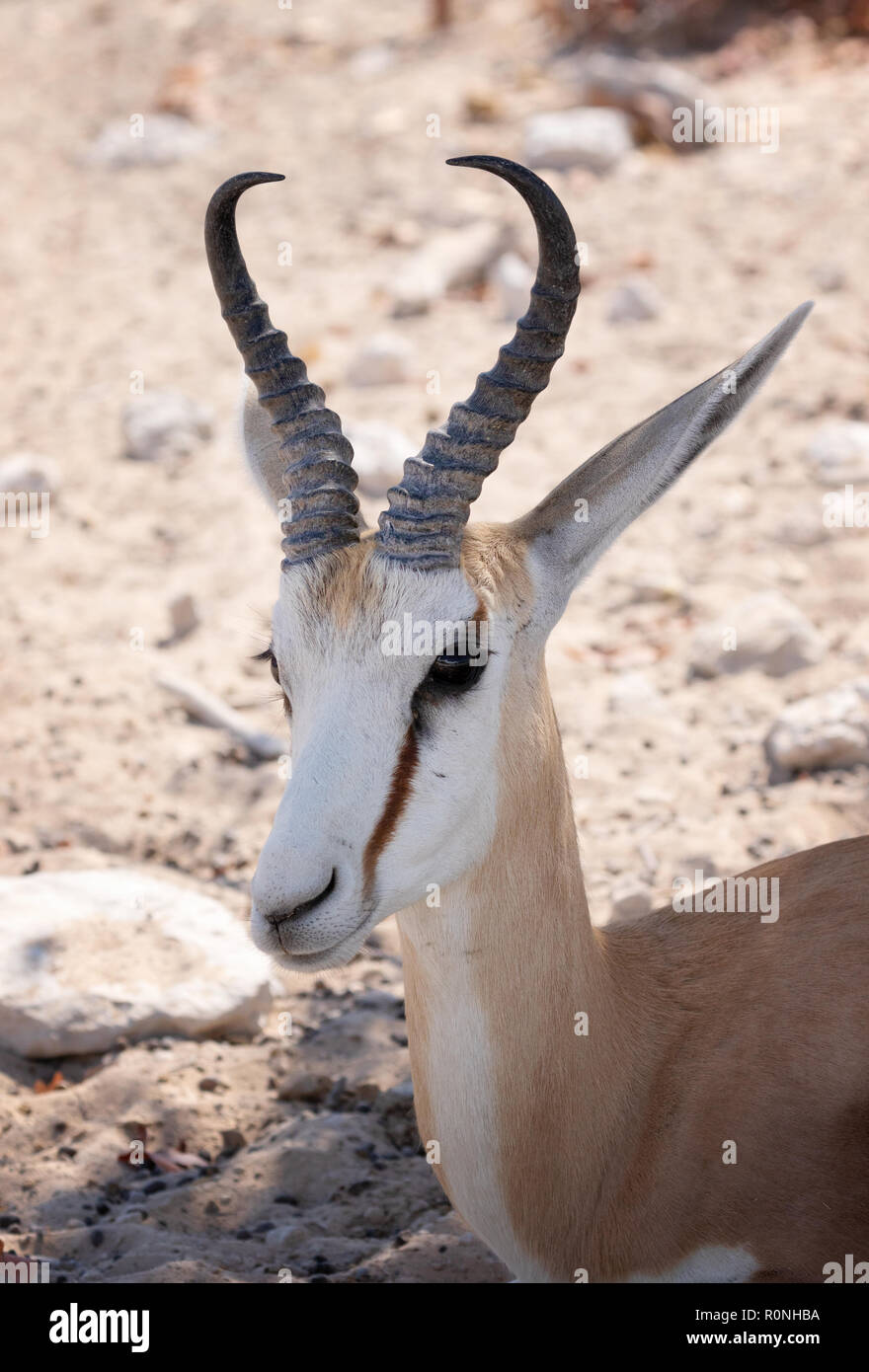 Männlicher Springbock Kopf Antidorcas marsupialis, Etosha National Park, Namibia, Afrika Stockfoto