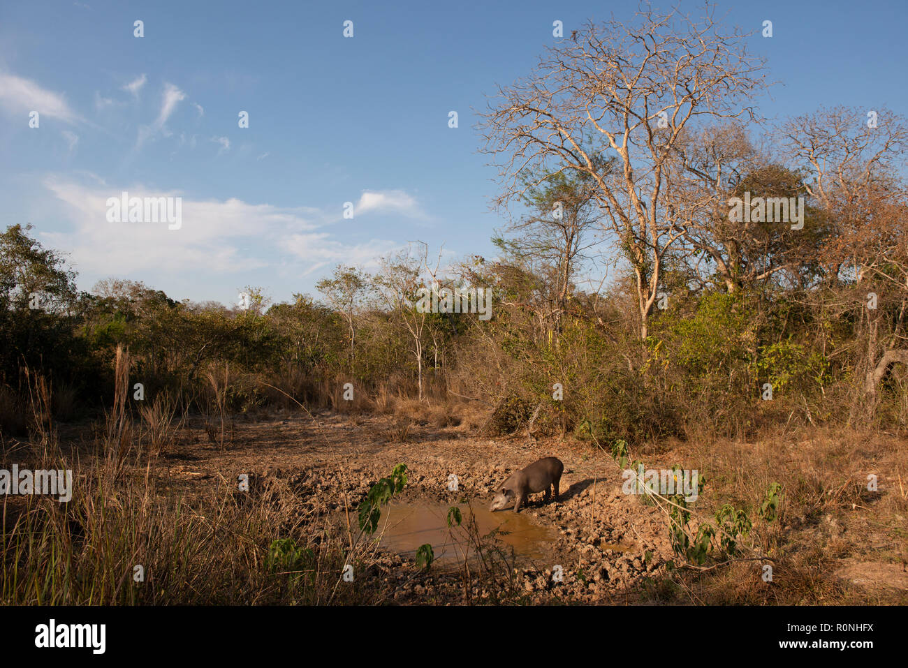 Ein brasilianischer Tapir (Tapirus terrestris) trinken aus einem Trocknen wasser Loch in North Pantanal während der Höhepunkt der Trockenzeit. Stockfoto