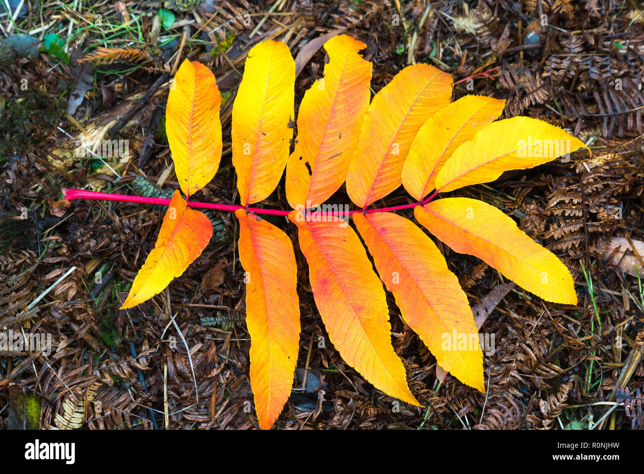 Herbst Farben eines gefallenen Sargents Rowan Zweig auf verfallende Bracken. Queenswood Country Park Herefordshire UK Stockfoto