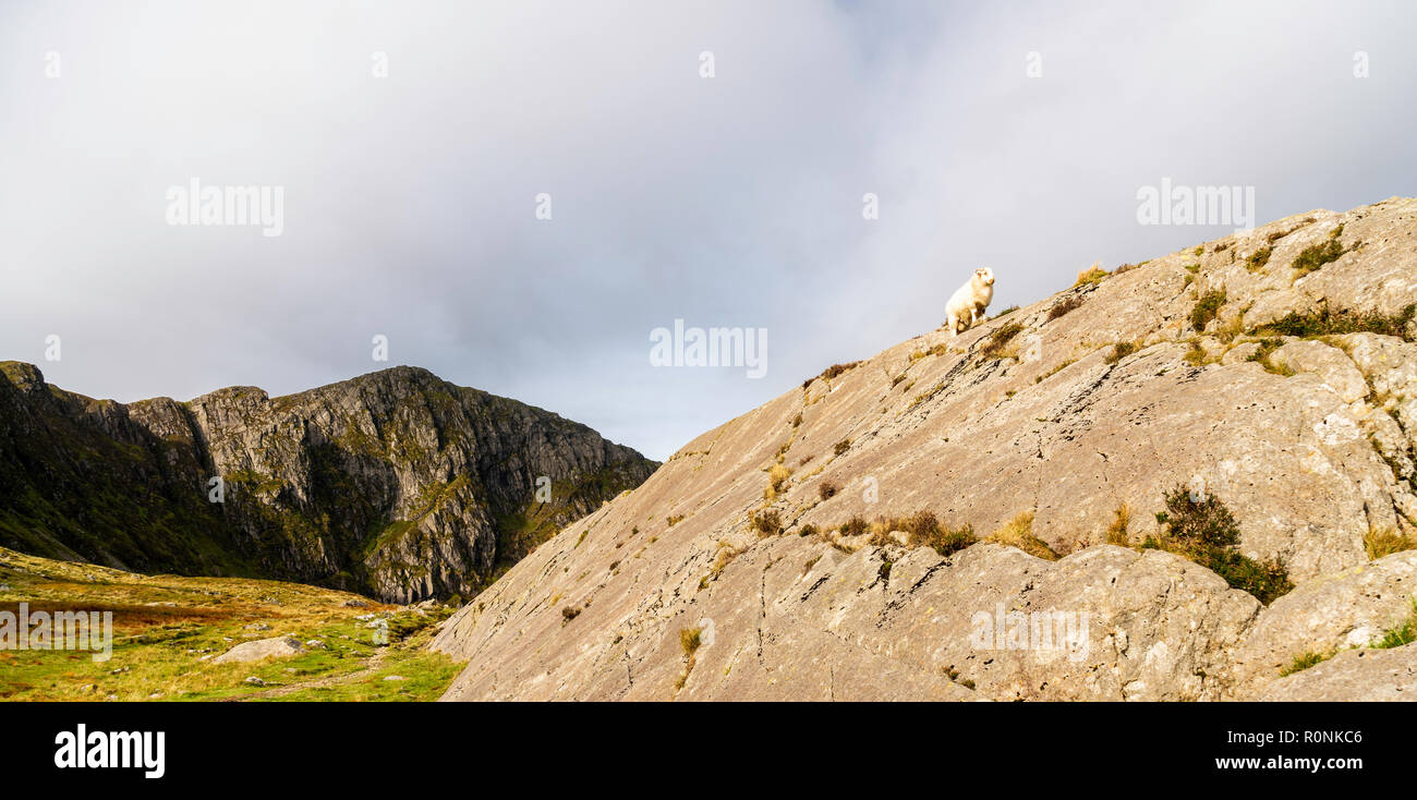 Ein einzelnes Schaf stehend auf einem Felsen in der Cadair Idris Gebirgskette im Snowdonia National Park, Wales, Großbritannien Stockfoto
