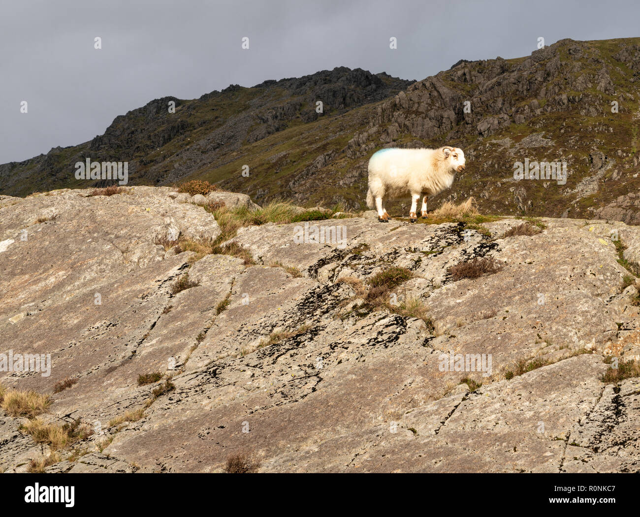 Ein einzelnes Schaf stehend auf einem Felsen in der Cadair Idris Gebirgskette im Snowdonia National Park, Wales, Großbritannien Stockfoto