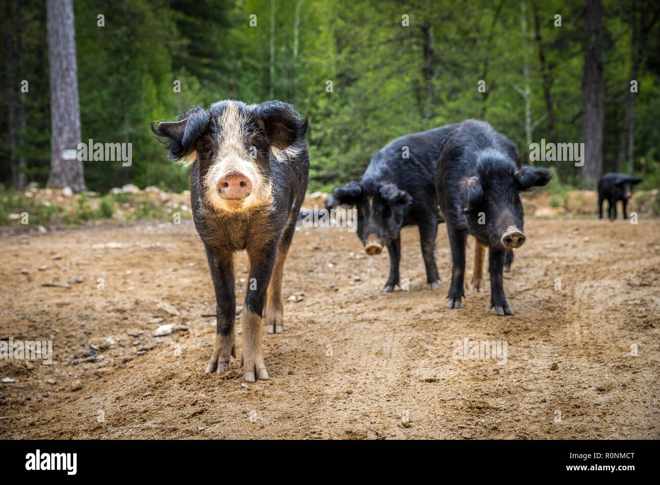 Wilde Schweine in einem Wald in Korsika, cochon Sauvage dans la Forêt corse Stockfoto