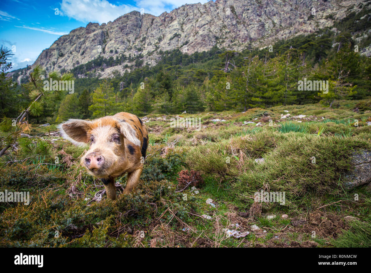 Wildes Schwein in den Bergen von Korsika, cochon Sauvage dans les Montagnes corses Stockfoto