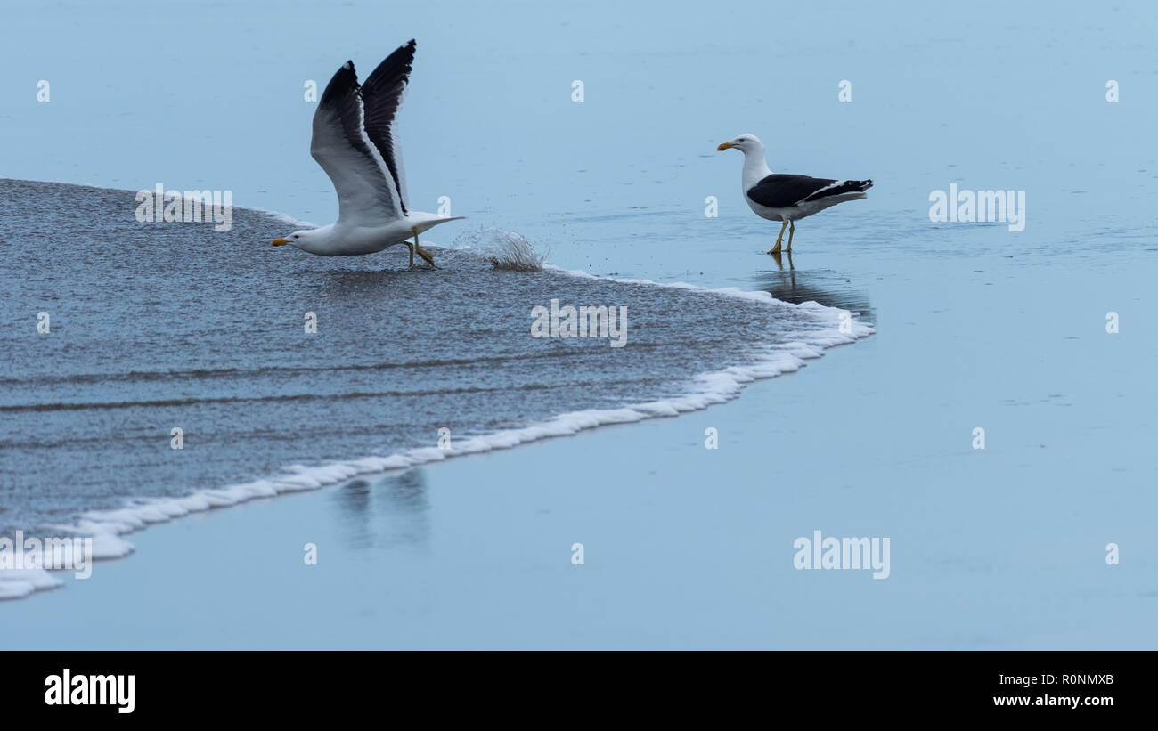 Eine Möwe beobachtet einen anderen Weg in der Vorbereitung läuft zum take-off Stockfoto