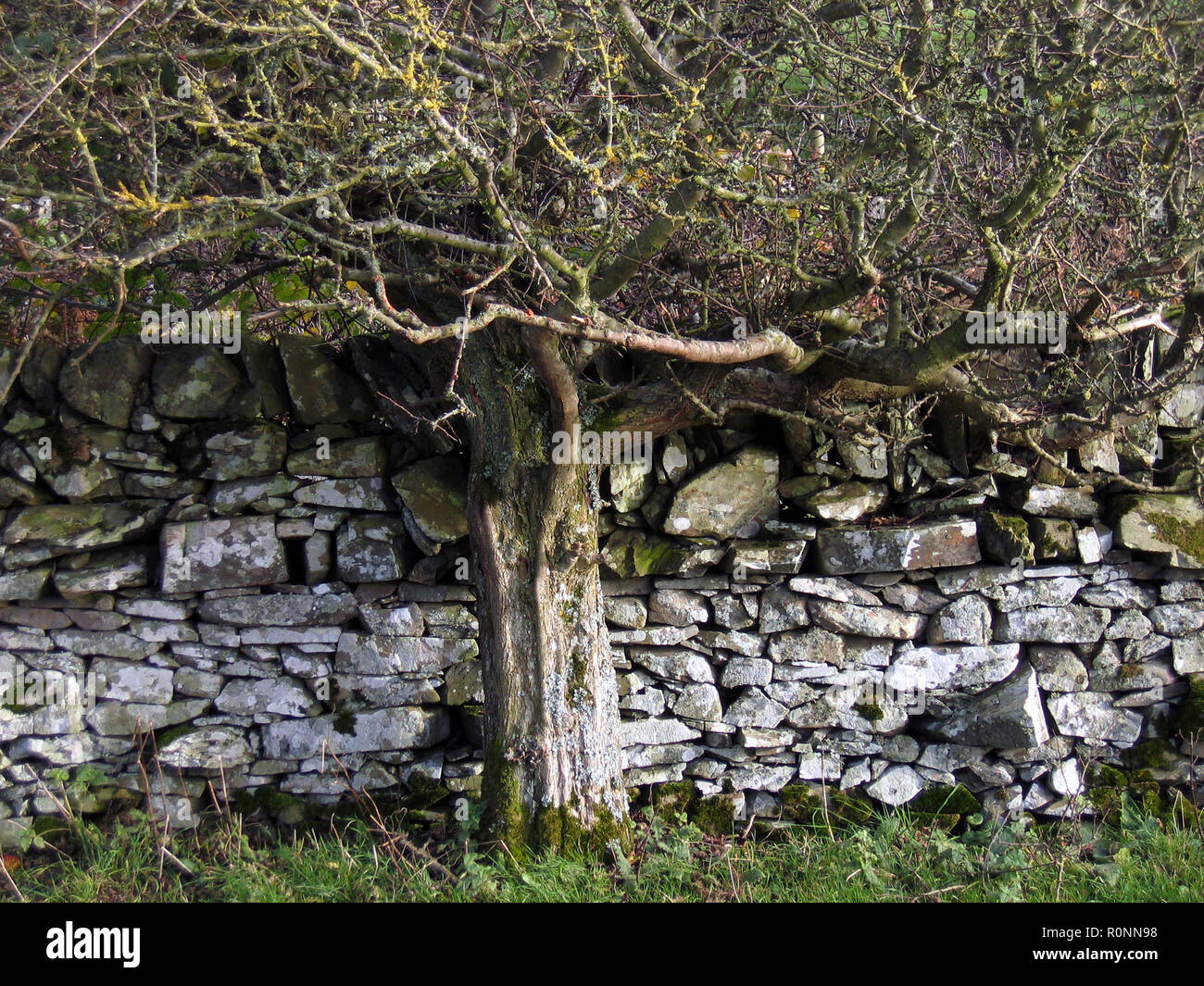 Drystane Deich - oder Trockensteinmauer - am Rande eines Feldes bei Knockbrex, Borgue, Kirkcudbright, Dumfries und Galloway. Daneben wächst ein blätterloser Weißdorn-Crataegus monogyna-Baum Stockfoto