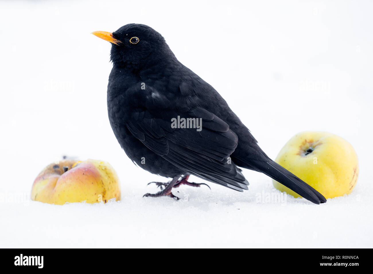 Eine einzelne männliche Amsel auf dem Boden im Schnee, Fütterung auf windfall Äpfel, Garten in den Cotswolds Worcestershire März 2018 Stockfoto