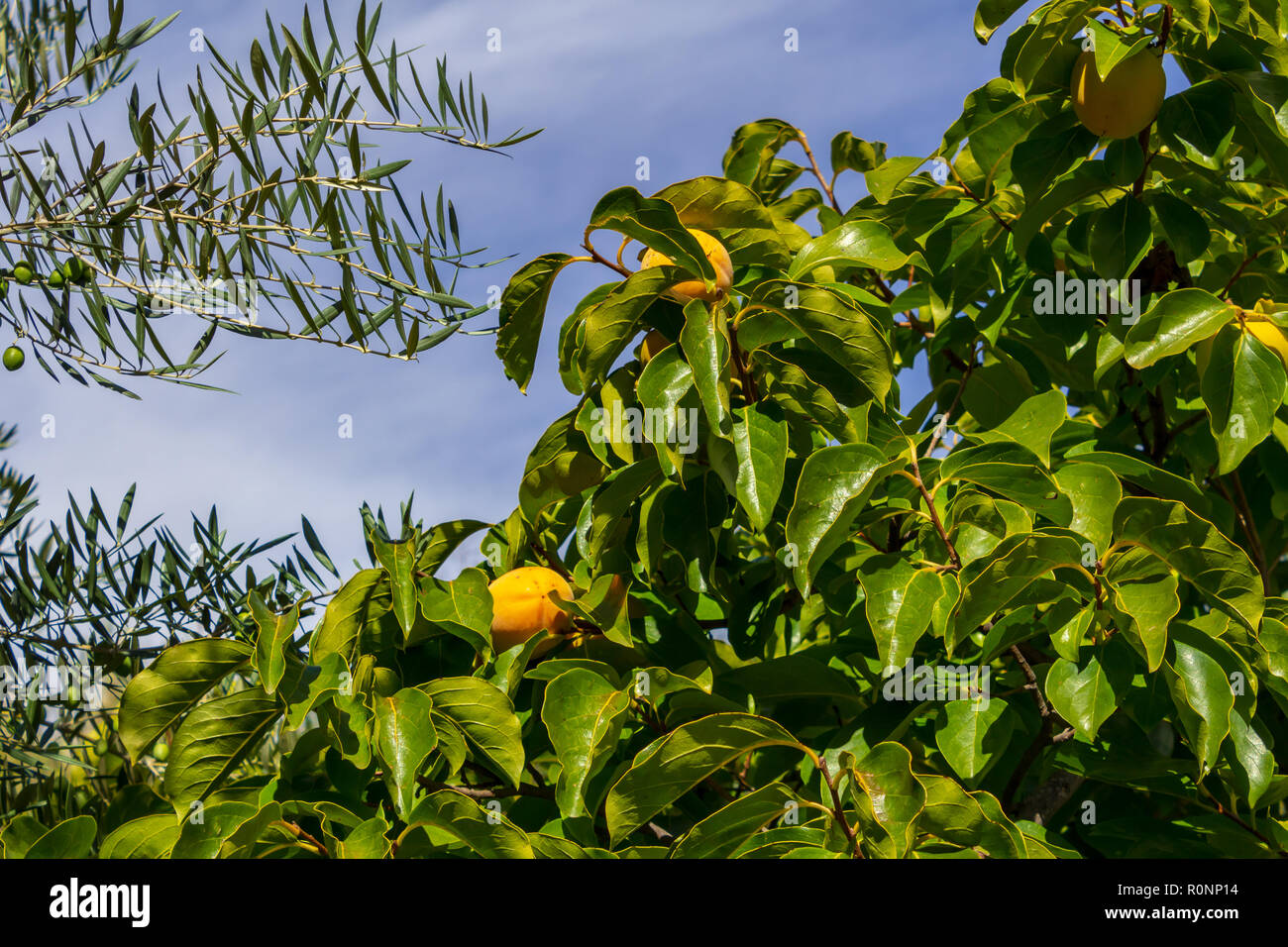 Diospyros kaki, Persimmon Obstbaum Stockfoto