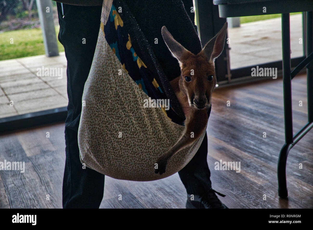 Verletzte Joey mit ausdrucksstarken Gesichts - 1 von 8 Stockfoto