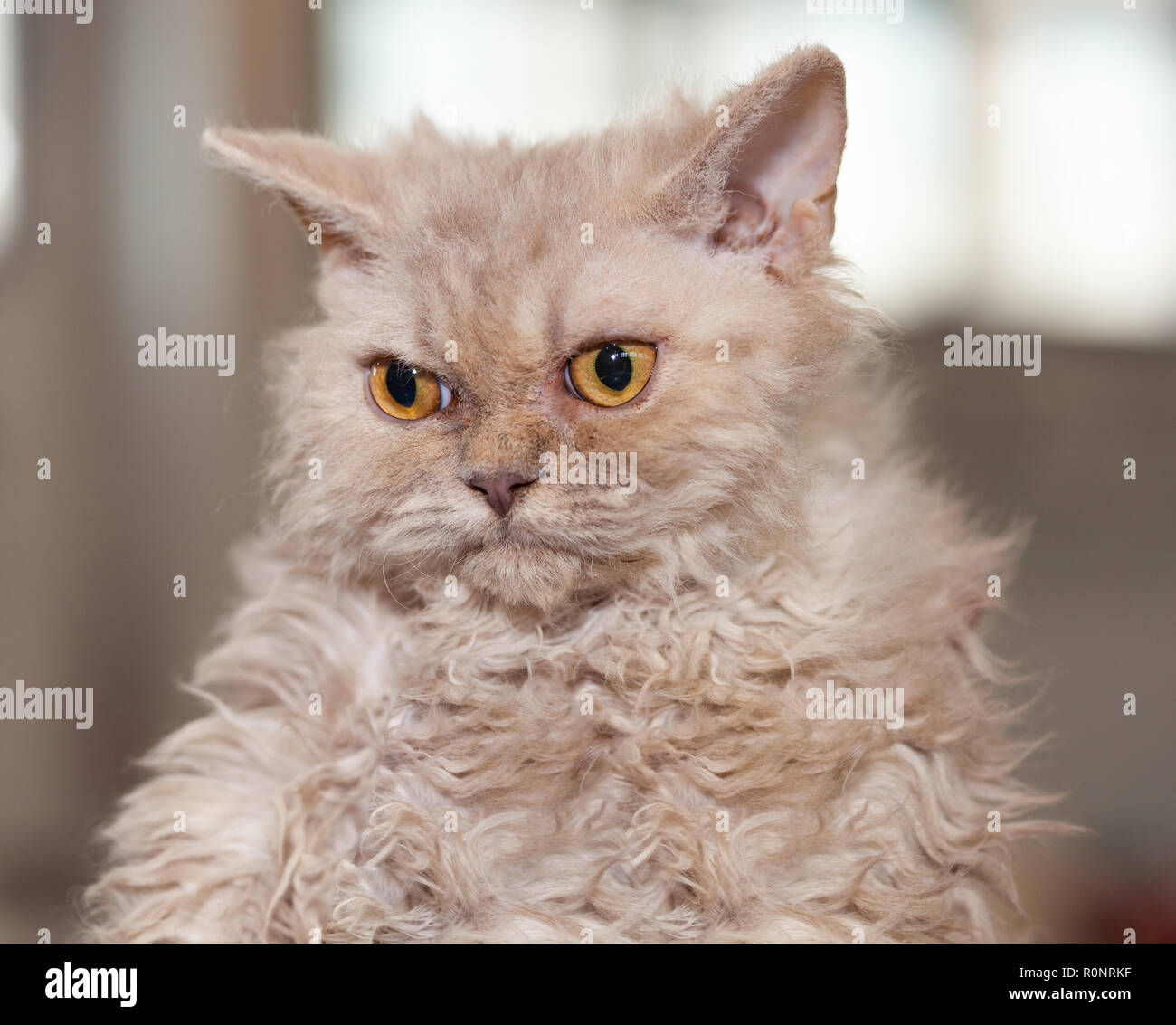 Porträt einer Selkirk Rex Katze Stockfotografie - Alamy