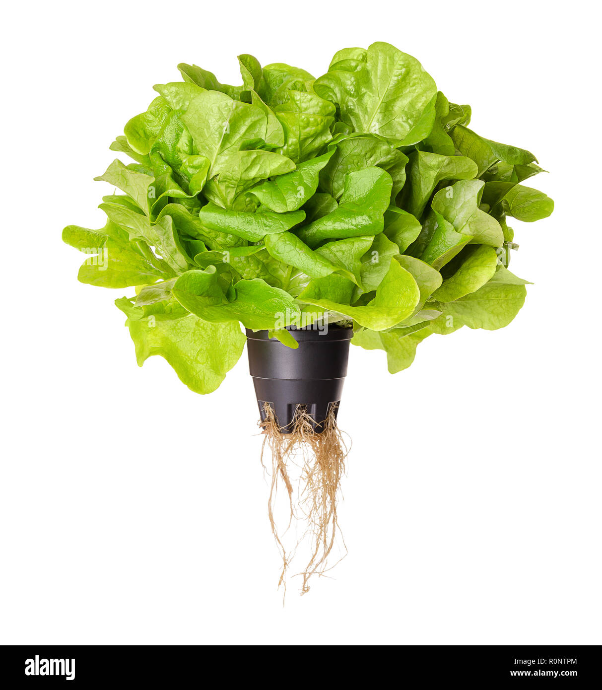 Salanova Grün, Salat, Vorderansicht. Eichenlaub Kopfsalat in Kunststoffbehälter mit Wurzeln. Einem Schnitt bereit, lose Blätter Kopfsalat. Stockfoto