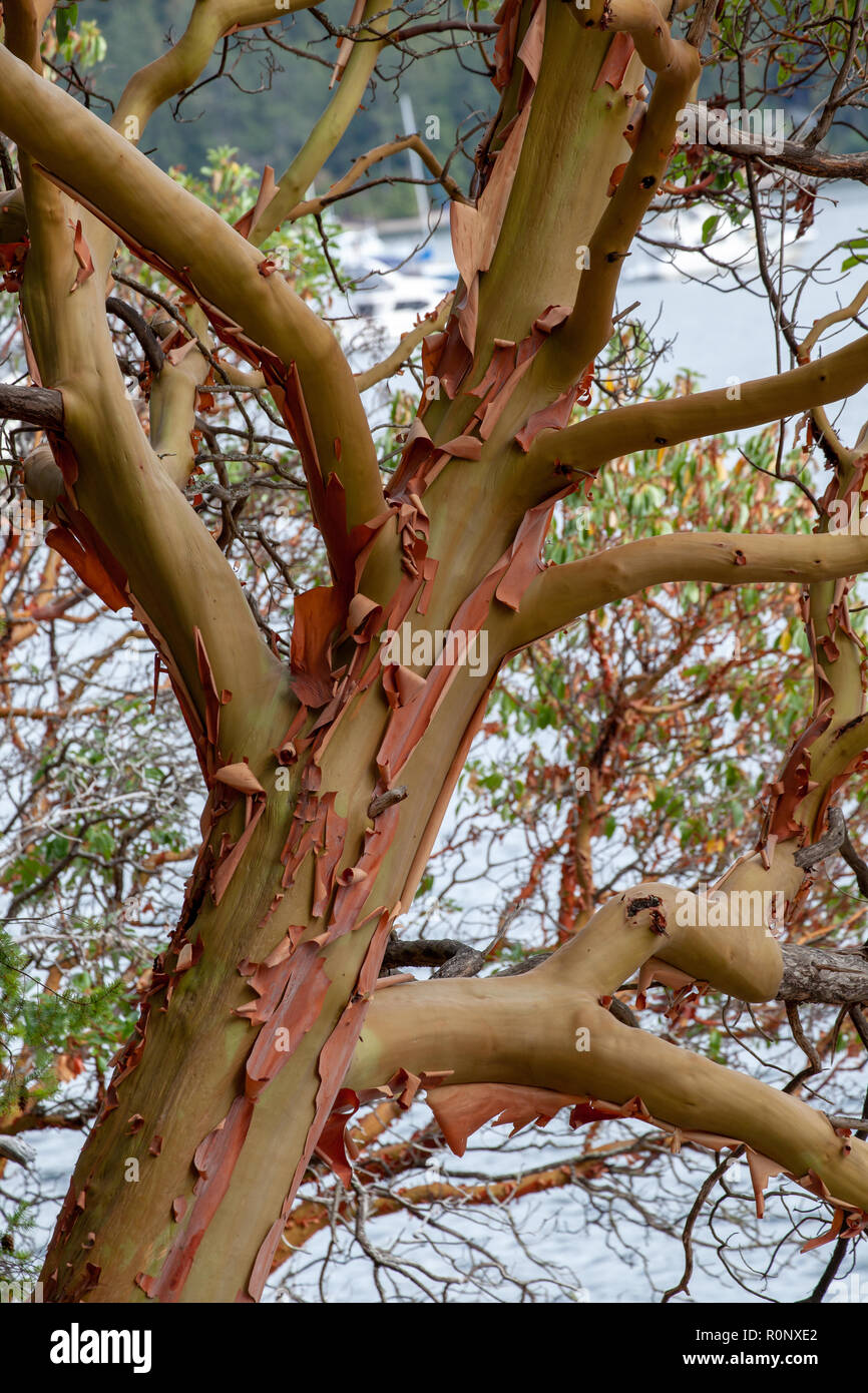 Rinde Abschälen eine Arbutus Baum, Kanada Stockfoto